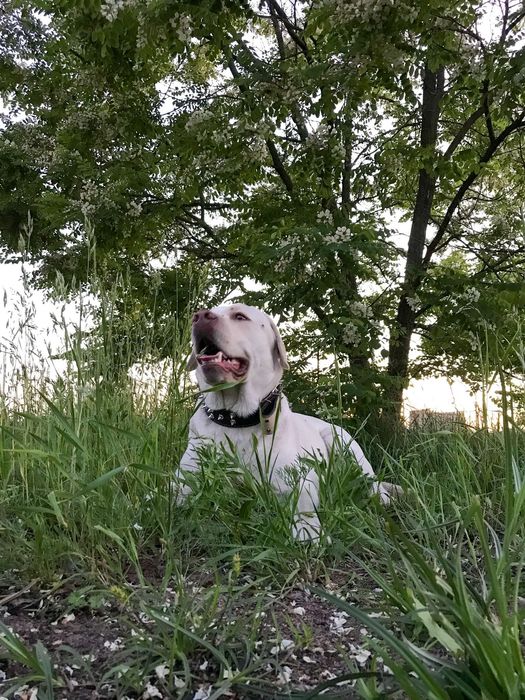 В‘язка лабрадора ретрівера