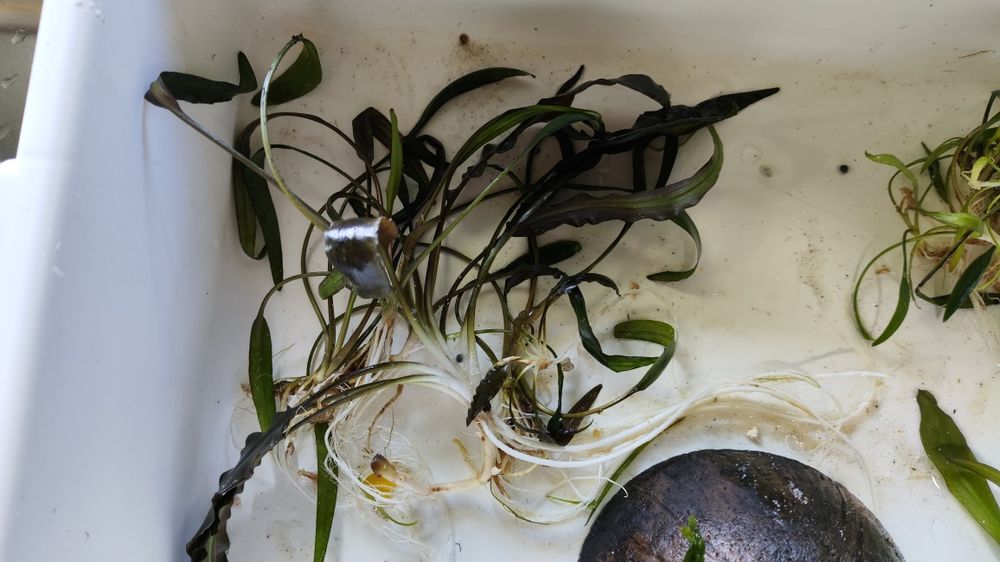 Plantas aquário raiz