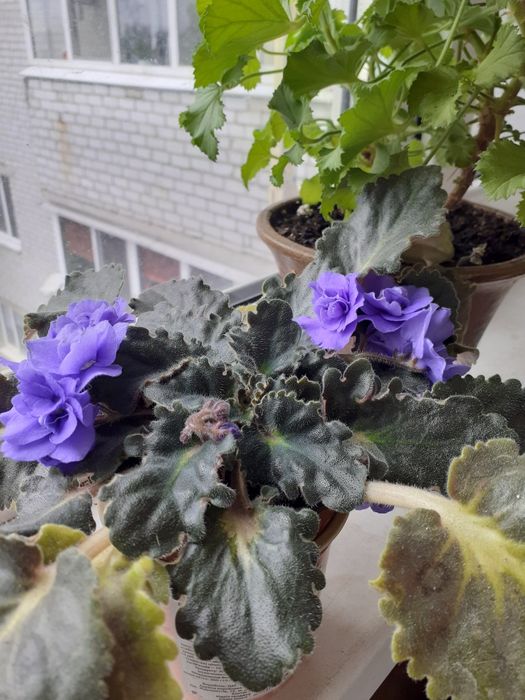 Фиалка, сенполия.