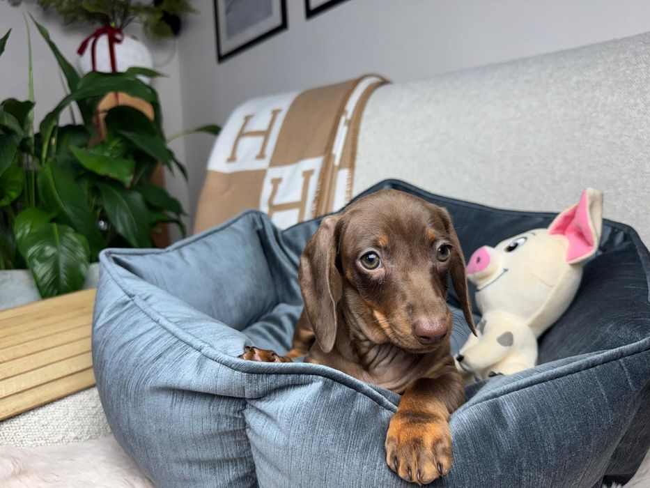 jamnik miniaturowy piesek choco tan