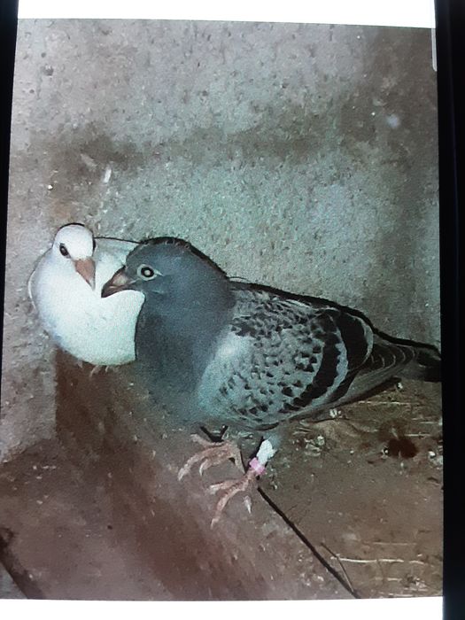 Pombos correios  juvenis