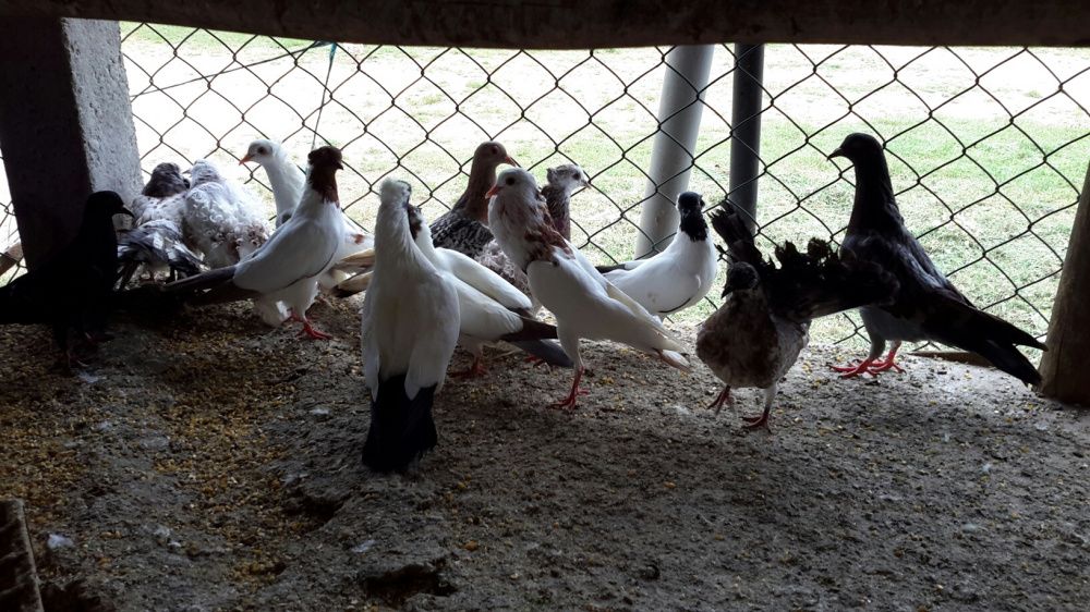 Pombos **Várias Raças**