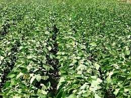 Oferuję profesjonalne usługi siewu metodą STRIP-TILL