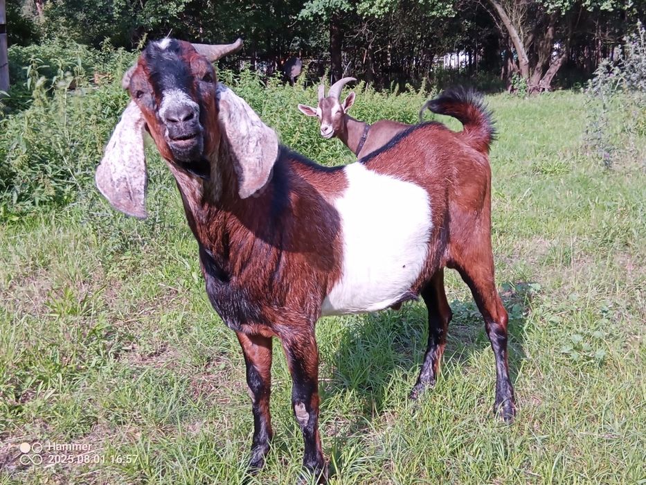 Kózka 50% anglonubijska po mlecznej matcej
