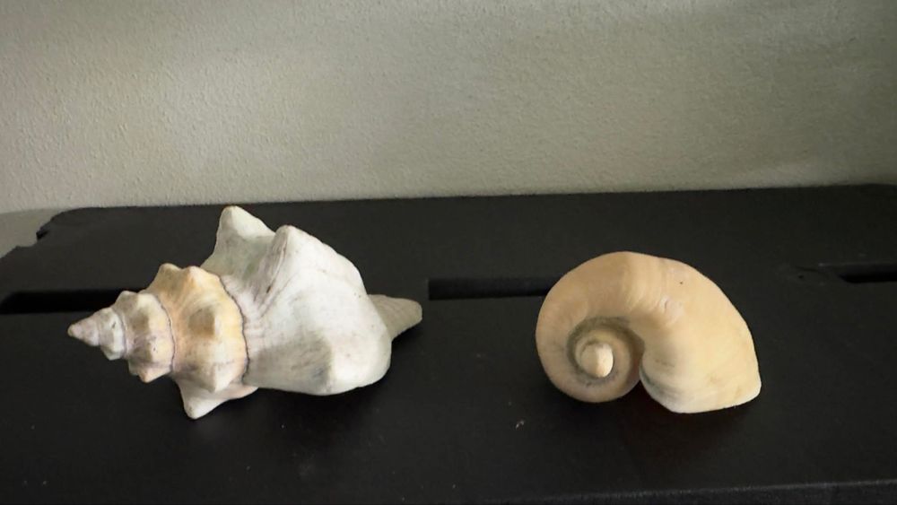 Conchas naturais para aquarios