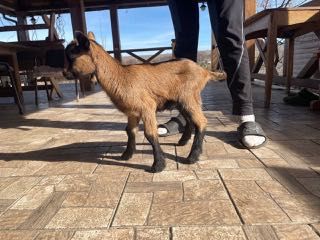 Козлята 100% альпійці від добрих батьків.