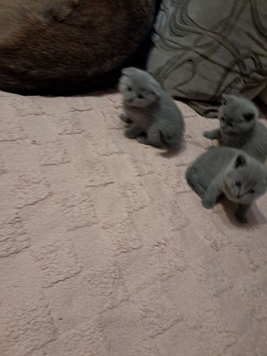 Продаем котят шотланская вислоухая