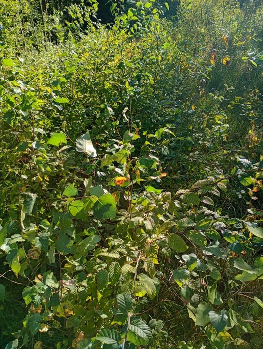 Brzoza 5 m Czarna i Biała grab buk