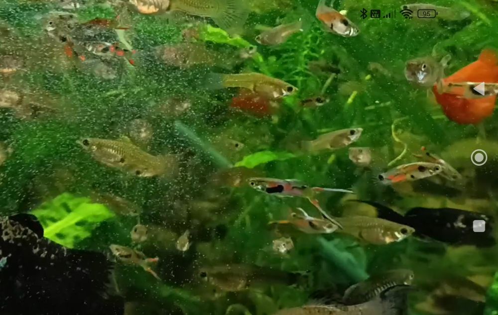 Gupiki endlera  młode