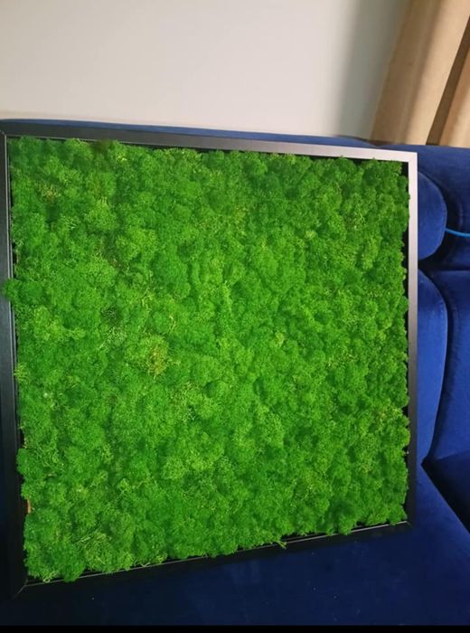 Obraz z mchu żywego