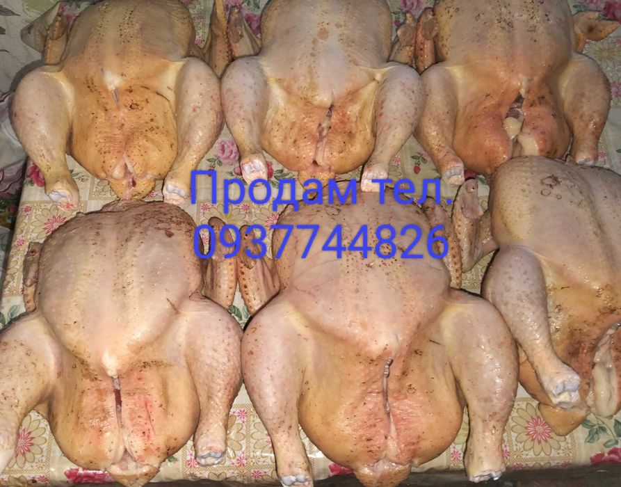 Продам тушки бройлера