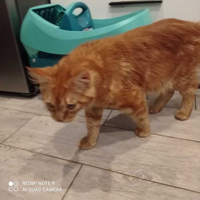 Kotki Maine coon