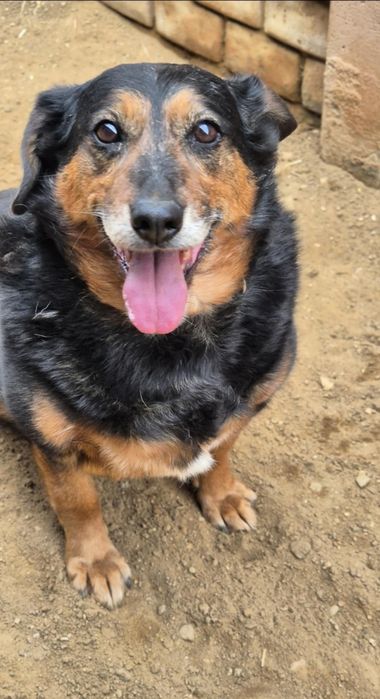 Szukamy domu dla cudownej suczki!