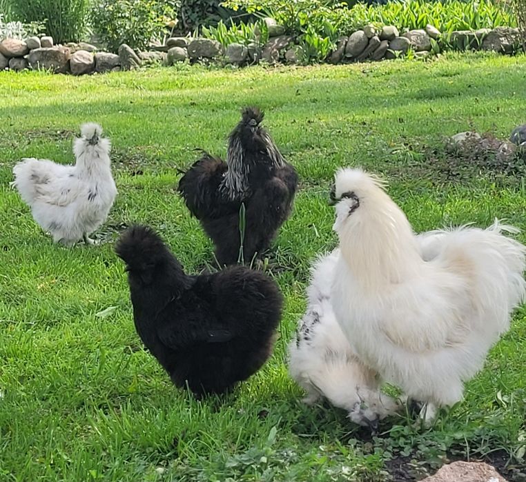 Kogut Silka USA Biały Czarny 60zł