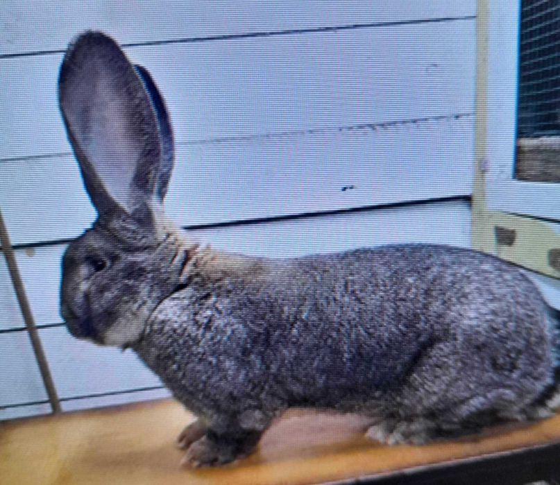 Olbrzym Belgijski młode