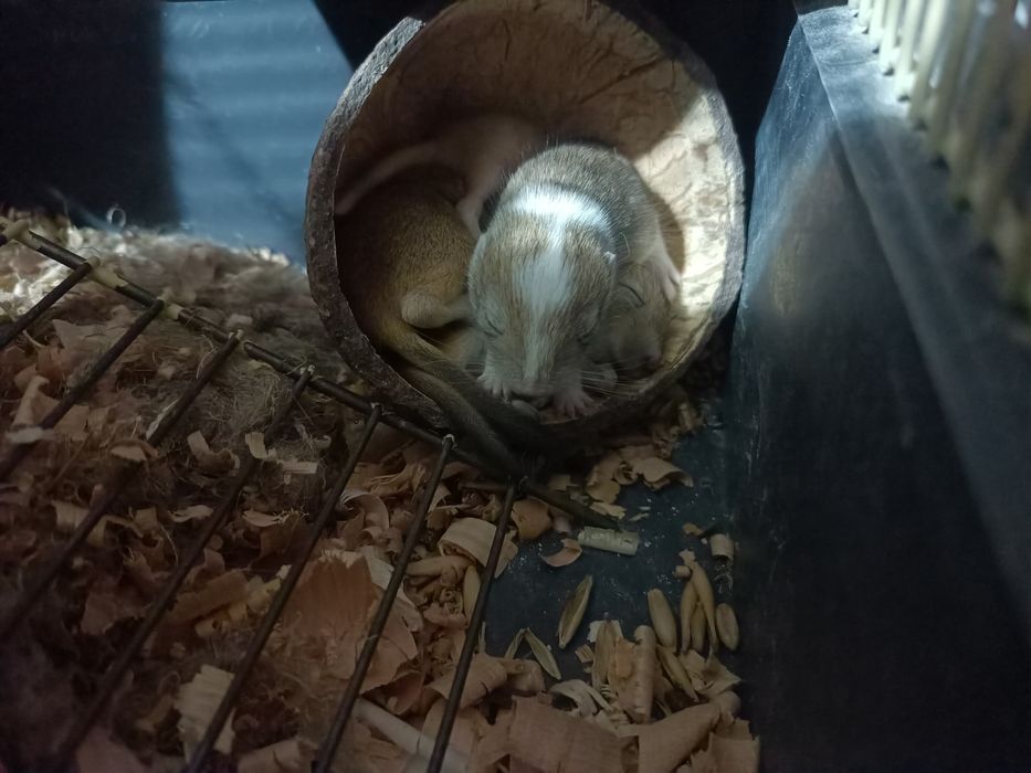 Мишки,Піщані мишки