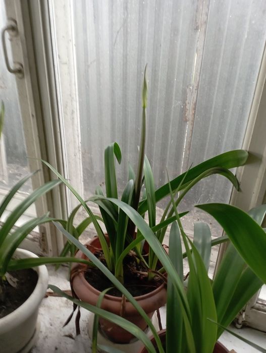 Продам луковици  цветка амариллис