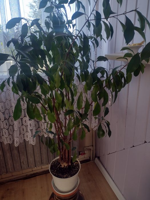 kwiat doniczkowy fikus benjamin