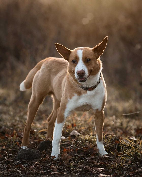 Baks - dość młody psiak lubiący spacery