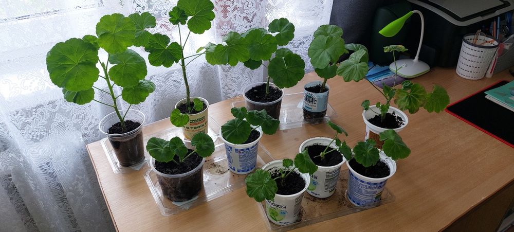 Герань пеларгонія калачик