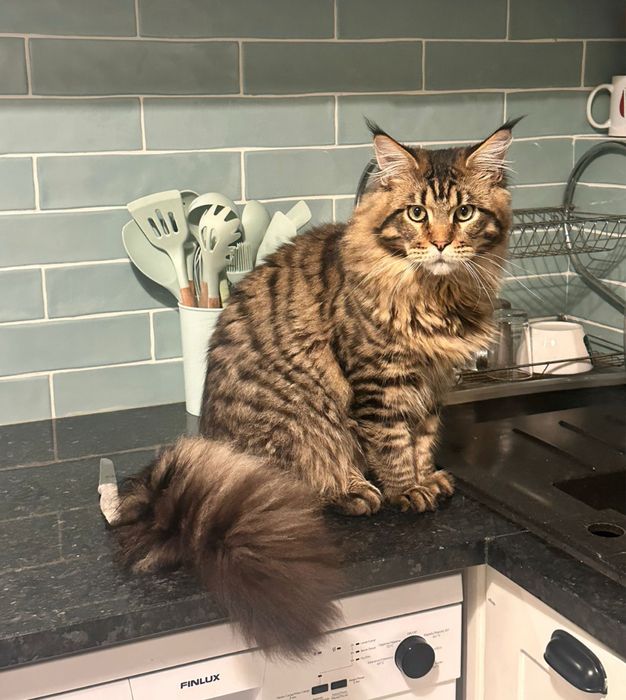 Gatinho Maine Coon bebe