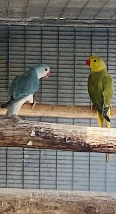 Ring Necks mutacoes: Aceito troca