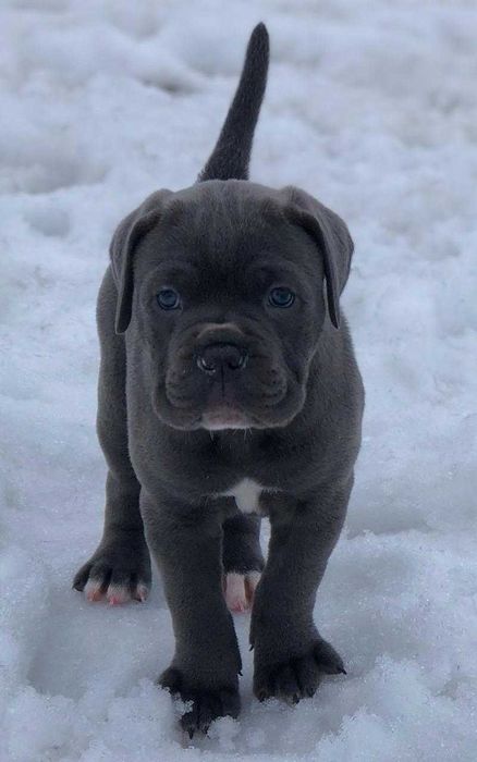 Ласковая лапулька-корсулька, Тайра