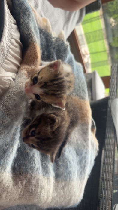 Oddam kocurka w dobre ręce