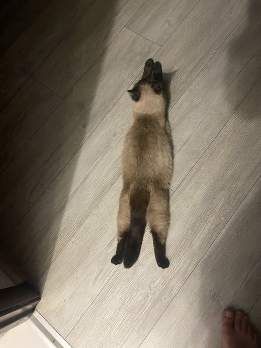 Сіамські кошенята