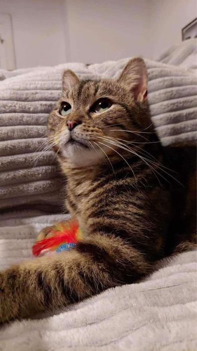 Przemuś szuka dobrego domu