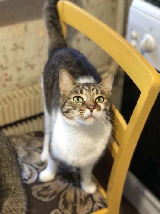 Котик 3 года бесплатно