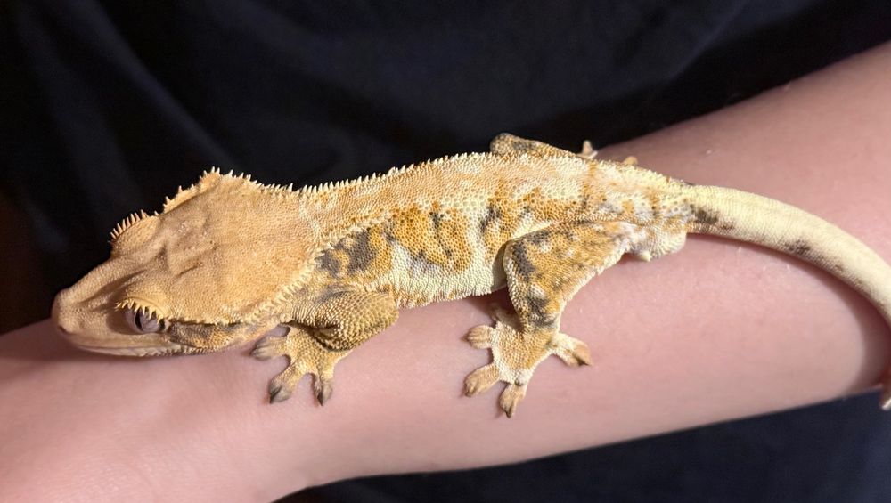 Gekon orzęsiony Crested gecko, samiec, REZERWACJA