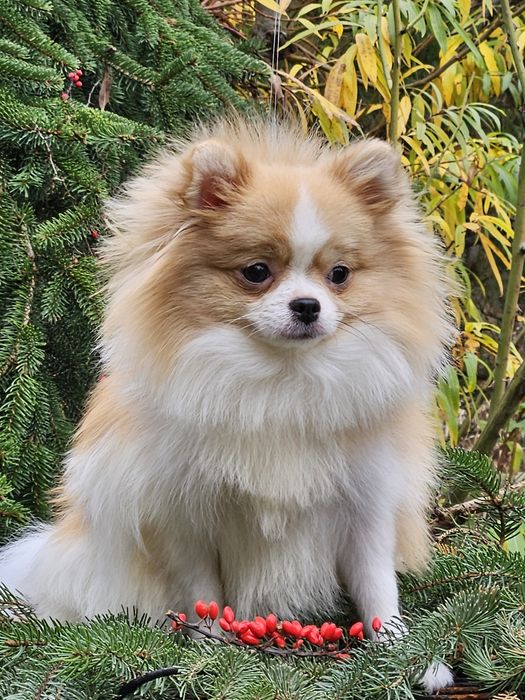Przepiękna suczka mini pomeranian 1 rok