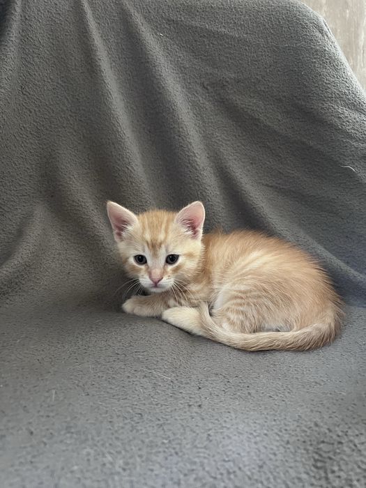 Котики в хороші руки
