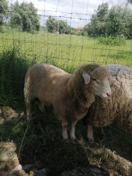 Borrego Ile de france