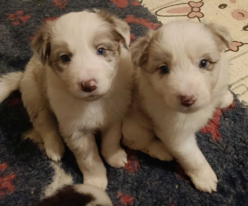 Piesek Border Collie
