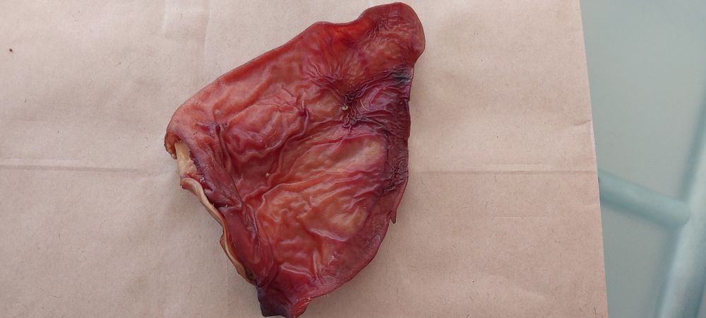 Ucho wieprzowe 5szt - gryzak dla psów