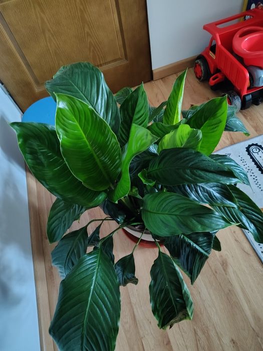 Skrzydło kwiat wysokość ok.80 cm