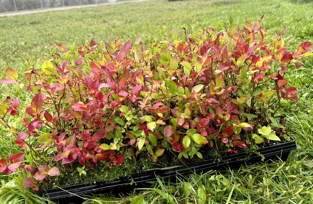 Sadzonki borówki wysokiej "amerykańskiej" - Elliott multiplat 104