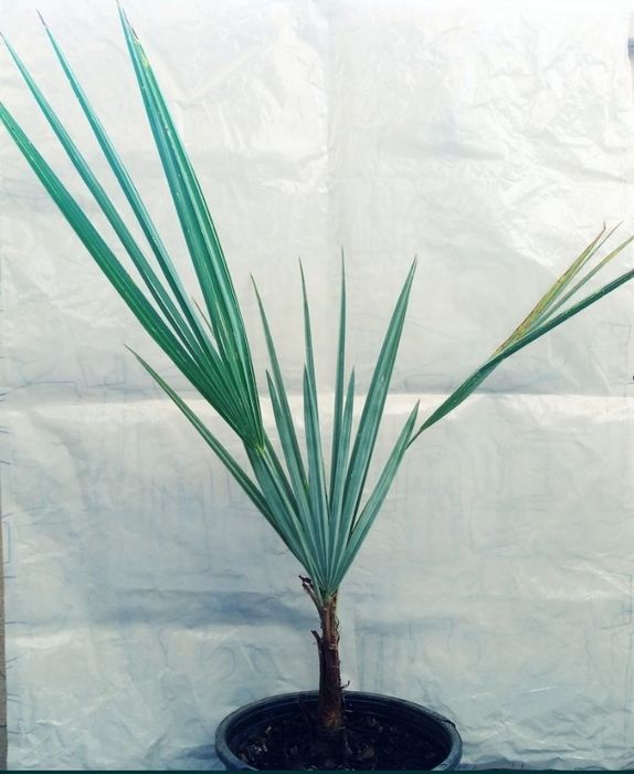 Espetacular palmeira azul mexicana, Brahea armata