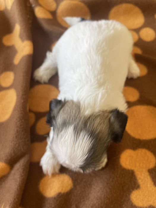 Shi-tzu super top femea excelente