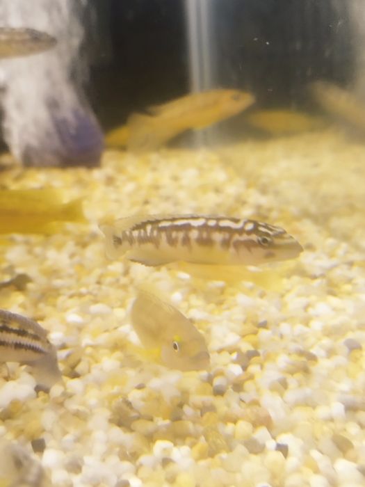 Julidochromis transcriptus kelemie tanganika