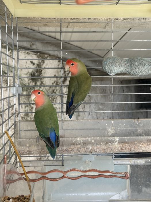 5 Agapornis linhagem long