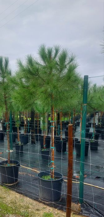 Lote 10 pinheiros mansos 1.90/2.10..Entrega incluída