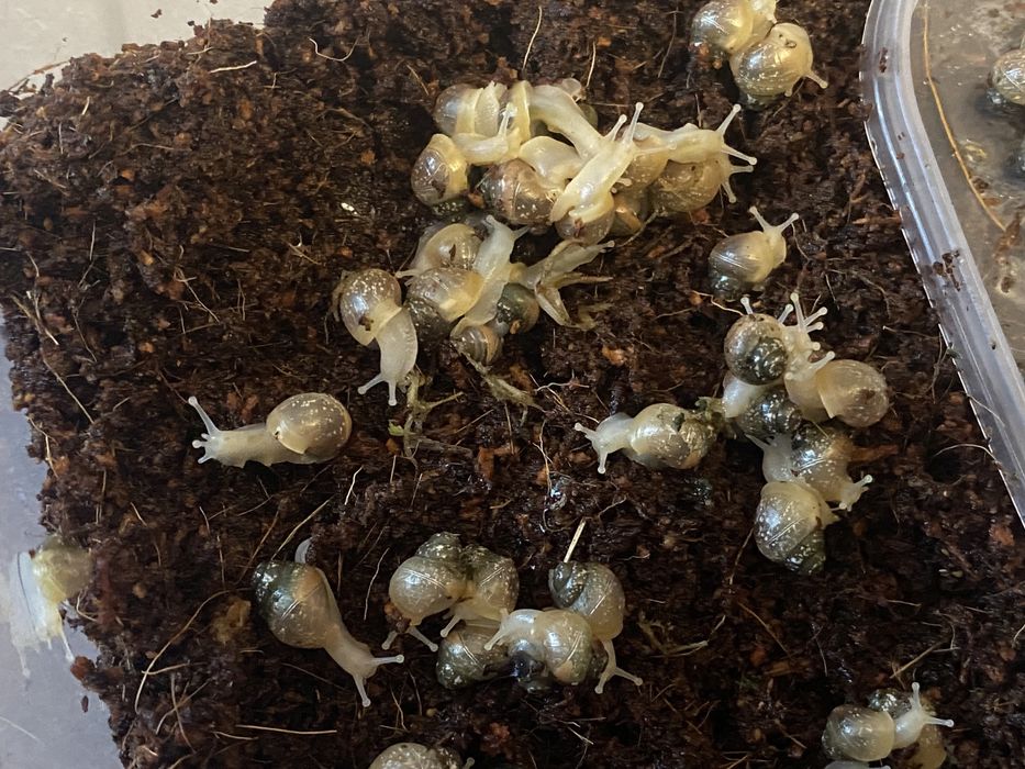 Равлики Ахатини дітки