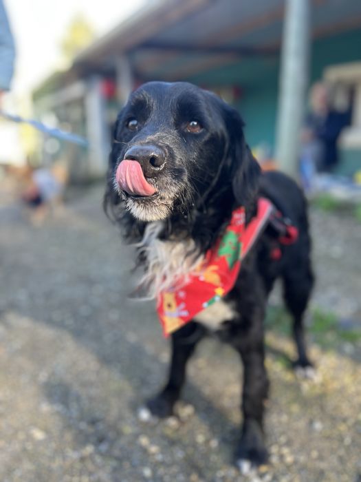 Panda- Porte médio/pelo semi-longo