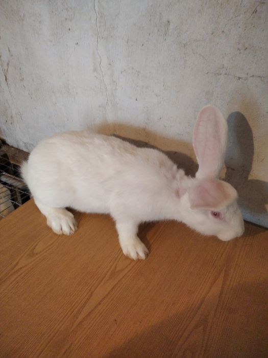 Кролики породи термонська біла