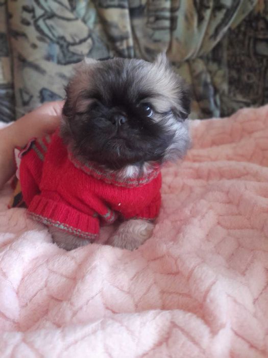 Малюки пекінчика