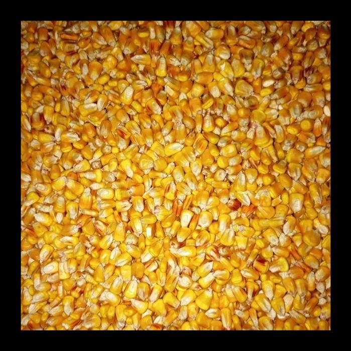 Продам зерно кукурудзи