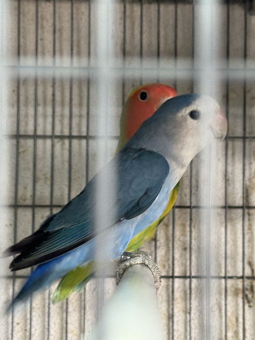 Casal agapornis roseicollis azuis